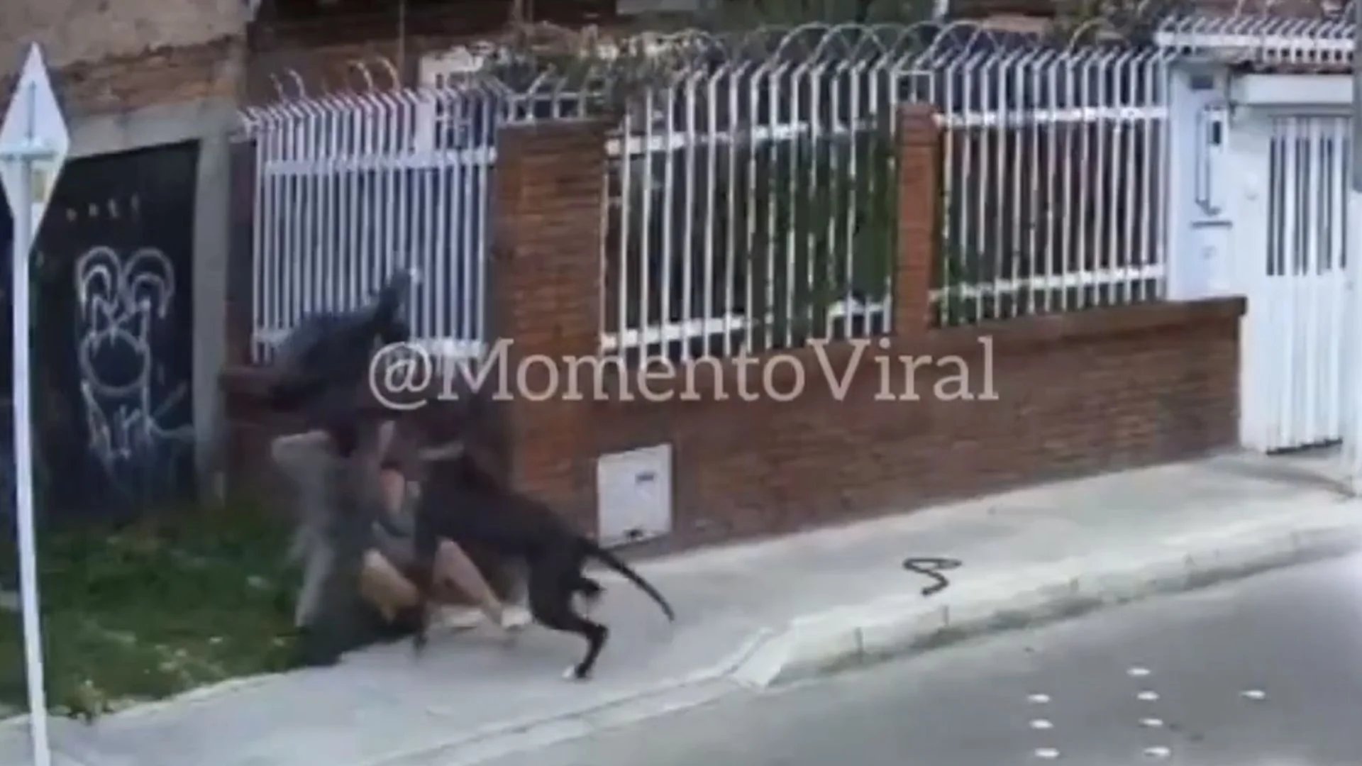 Captura de video de perro salvando a su dueño de un atraco en Bogotá.